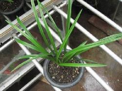 国产草b,绿色生态,引领未来农业发展新潮流