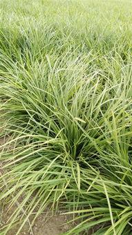 国产草b,绿色生态,引领未来农业发展新潮流