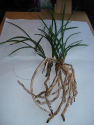 国产草b,绿色生态,引领未来农业发展新潮流